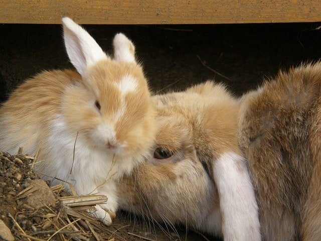 How Often Does a Mother Rabbit Feed Her Babies? Nursing Guide