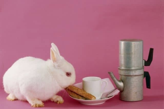 Can Rabbits Eat Toast? What you need to know.