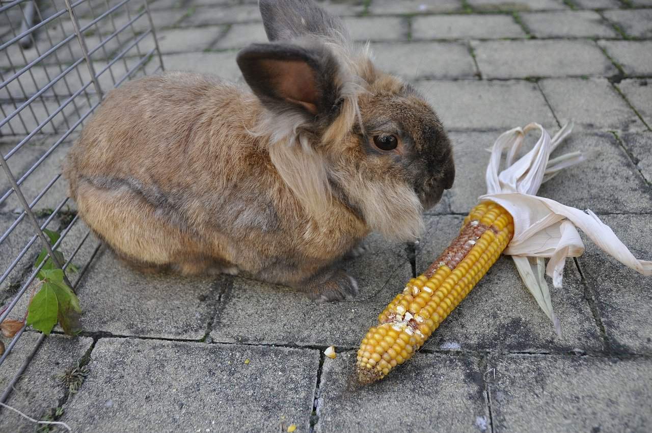 Can Rabbits Eat Corn?