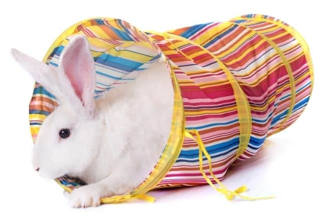 A white rabbit playing inside a burrow toy for enrichment.