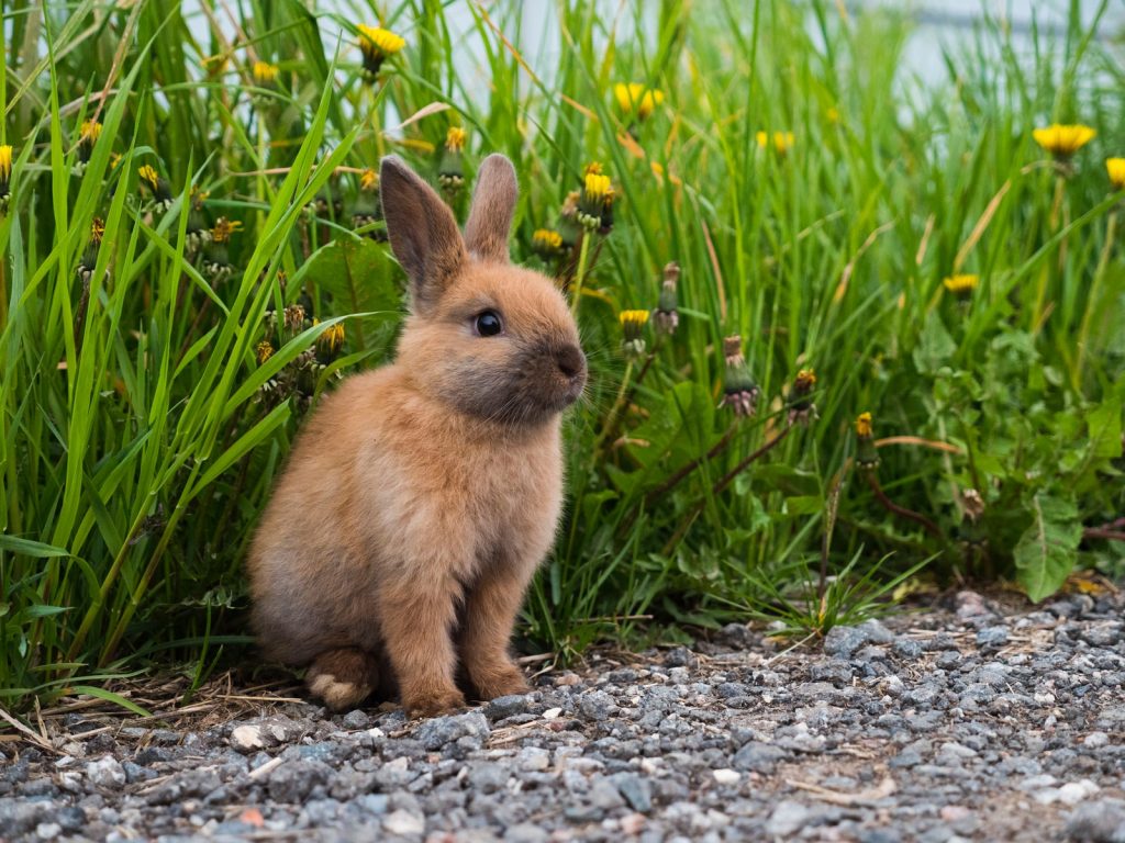 Rabbit standing in a field of millet plants