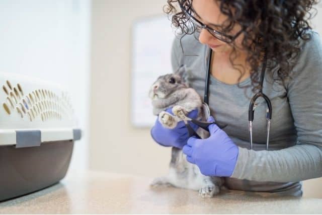 A veterinarian clipping a rabbit's nails using a nail clipper.