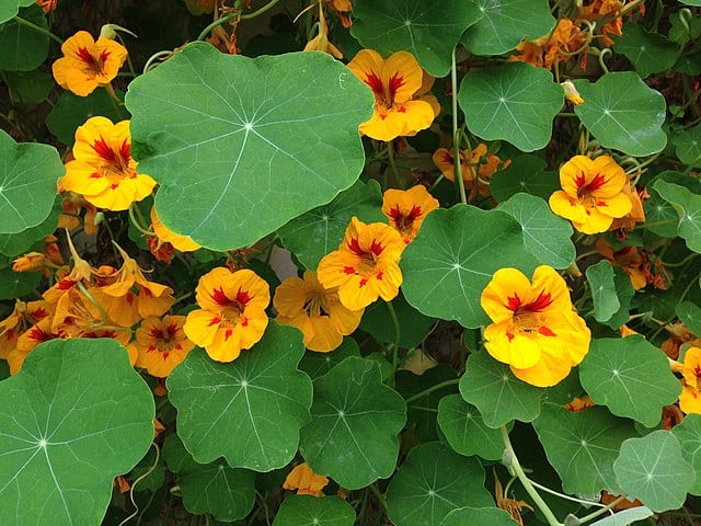 Can Rabbits Eat Nasturtiums?