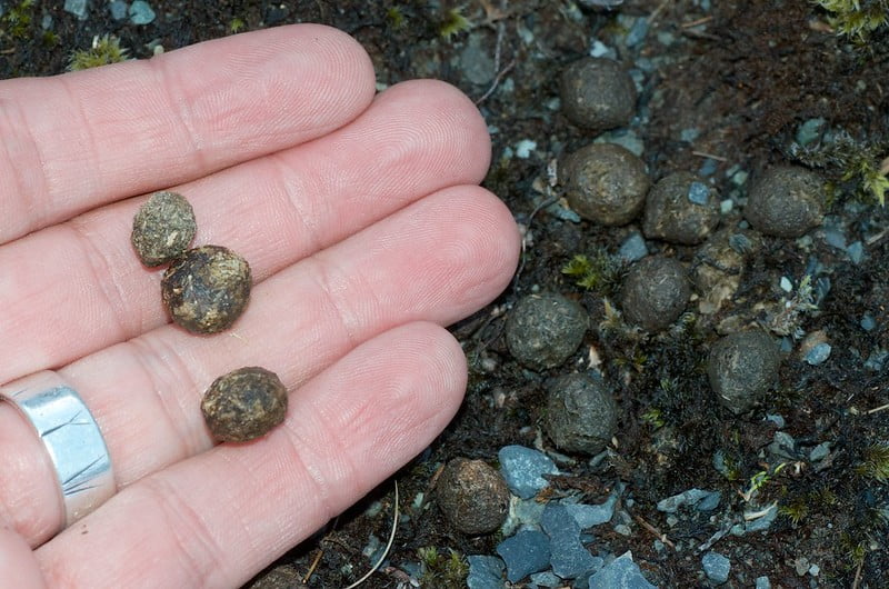 A person holding a rabbit fecal pellet to check its size and texture for health