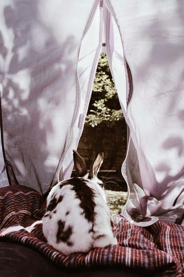 Where Do Rabbits Sleep?