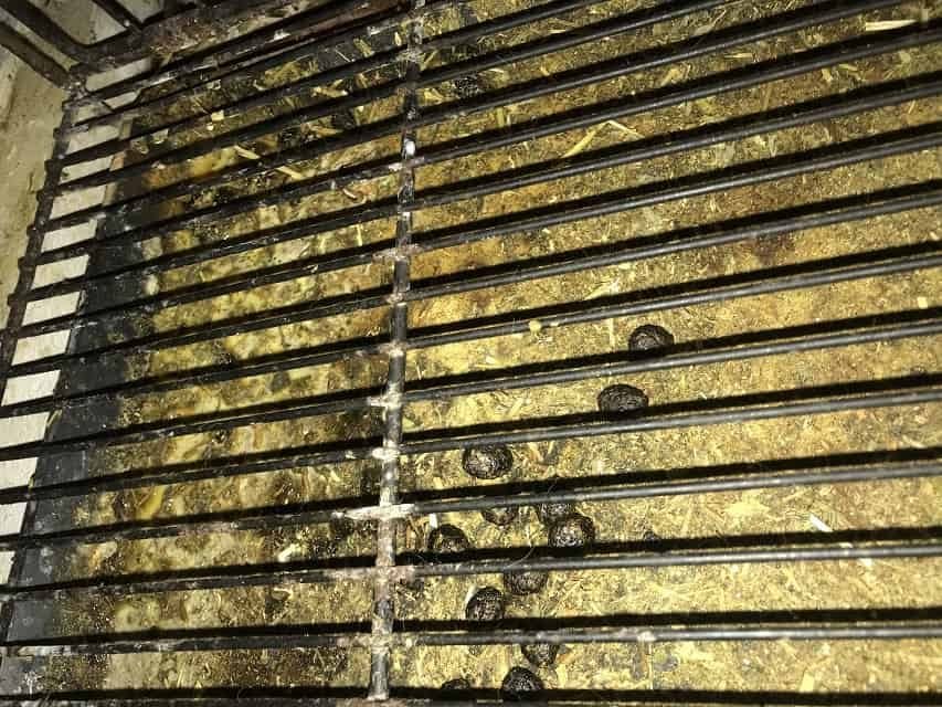 A rabbit cage that needs to be cleaned more frequently to reduce ammonia smell