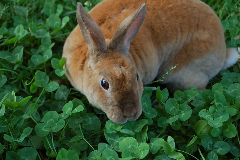 Can Rabbits Eat Clover? Safe Feeding Guide for 2026