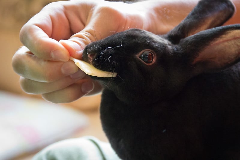 Can Rabbits Eat Pears? Safe Feeding Guide for 2026