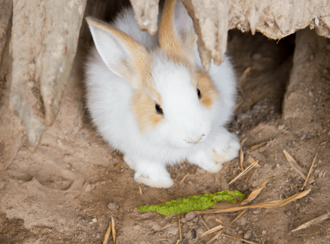 Can Rabbits Eat Basil? Here's Why.