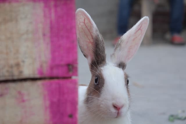 A white New Zealand rabbit looking directly at the camera, ready for a plum treat